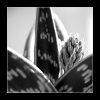 pianta grassa pianta grassa