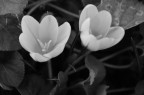 Crocus b/w Crocus b/w