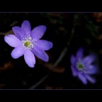 Viola
