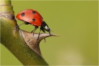 Coccinella Coccinella