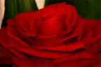 Red Rose Red Rose