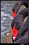 cigno nero