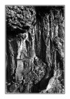 Bianco & Nero con tronco d'albero Bianco & Nero con tronco d'albero