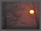 silent fog silent fog