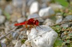 Libellula rossa Libellula rossa