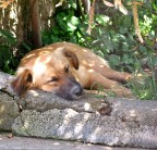 can che dorme...non abbaia e non morde! can che dorme...non abbaia e non morde!