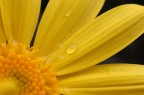tamron 90mm
f/9
1/200 sec
iso 800
