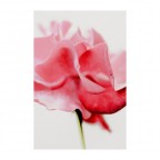 Omaggio alla Rosa Omaggio alla Rosa