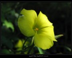 Fluorescenza Fluorescenza