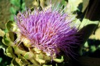 fiore di carciofo fiore di carciofo