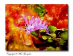 Flabellina - Colors of Palmarola Island Flabellina - Colors of Palmarola Island