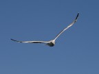 Volo Libero Volo Libero