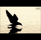 La cattura La cattura