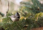 Parus Cristatus (Cincia dal ciuffo) Parus Cristatus (Cincia dal ciuffo)