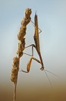 Mantide Religiosa Mantide Religiosa