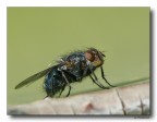 semplice Mosca semplice Mosca