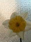 Che fiore è? Che fiore è?