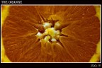 The Orange The Orange
