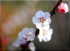 A Roma (e non solo)  scoppiata la Primavera, e non solo per questo albicocco.... purtroppo anche per le allergie!