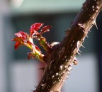 Primi germogli Primi germogli