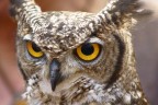 Gufo reale Gufo reale