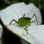 cavalletta cavalletta