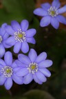 Erba trinità (Hepatica nobilis) Erba trinità (Hepatica nobilis)