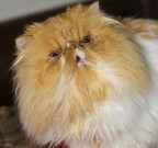 primo piano primo piano