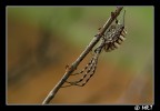 Argiope Argiope