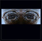 occhi di pianta occhi di pianta