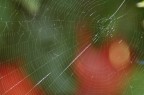 il ragno e la mela il ragno e la mela