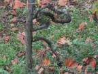 Strano tralcio di vite