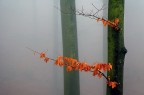 Nella nebbia invernale 2 Nella nebbia invernale 2