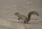 Squirrel Squirrel