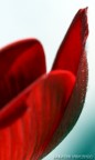 fiore rosso fiore rosso