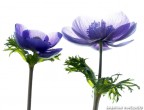 fiori viola fiori viola