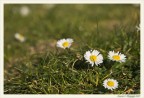 Flowers Flowers
