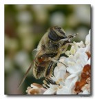 nel polline nel polline