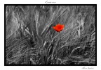 Il punto rosso
