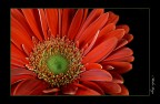 Gerbera Gerbera