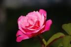bellezza naturale bellezza naturale