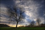 Composizione con albero, al tramonto