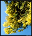 Mimosa Mimosa