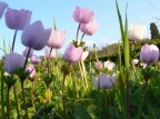 Primavera in arrivo