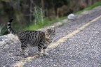 Attento gattino! Attento gattino!