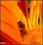 Anticipazioni primaverili Anticipazioni primaverili