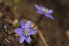 Hepatica nobilis Hepatica nobilis