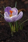 Crocus vernus Crocus vernus