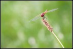 Libellula Reddosa... Libellula Reddosa...