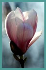 Magnolia suolangeana Magnolia suolangeana